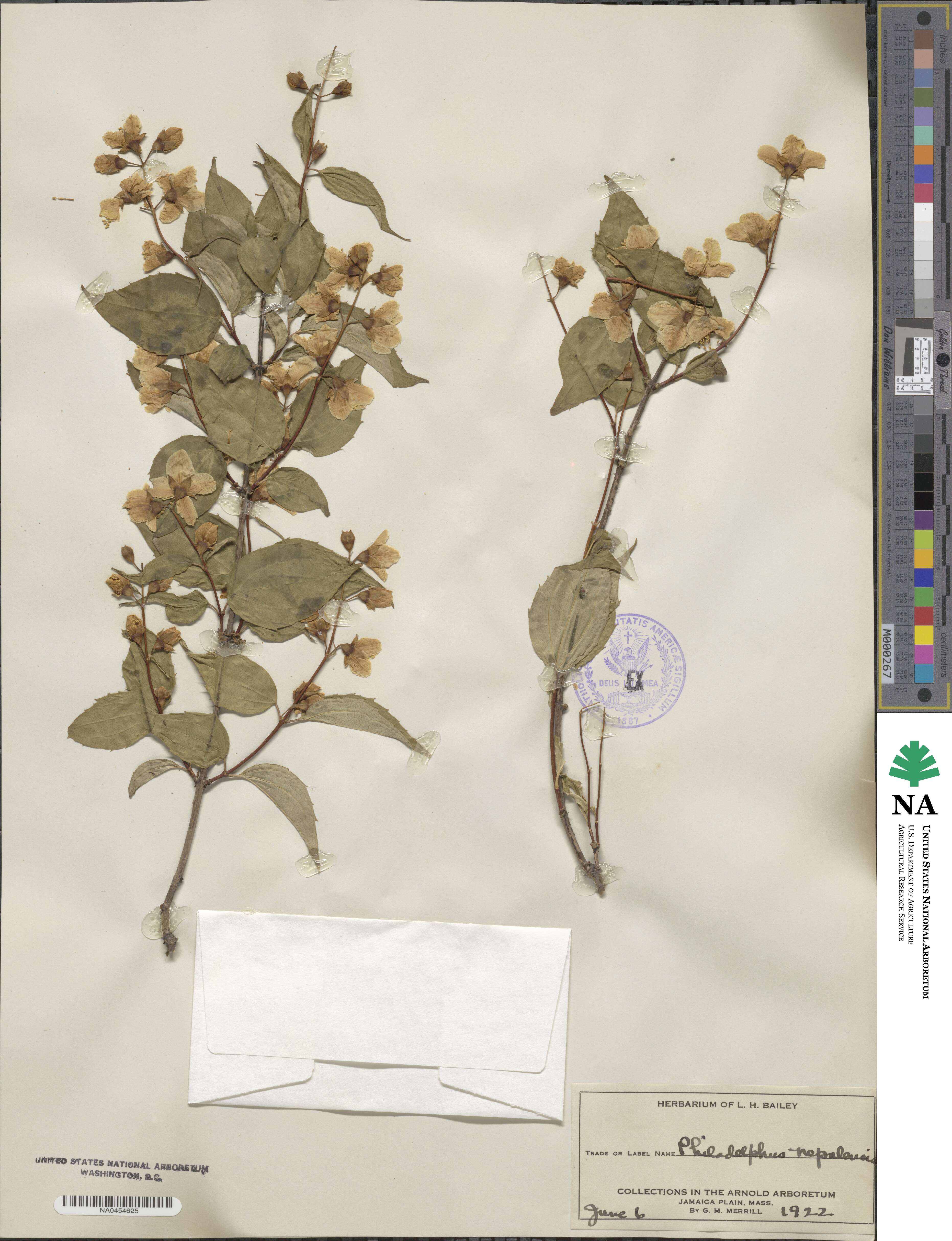 Philadelphus tomentosus image