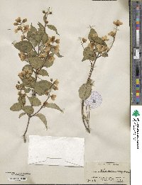 Philadelphus tomentosus image