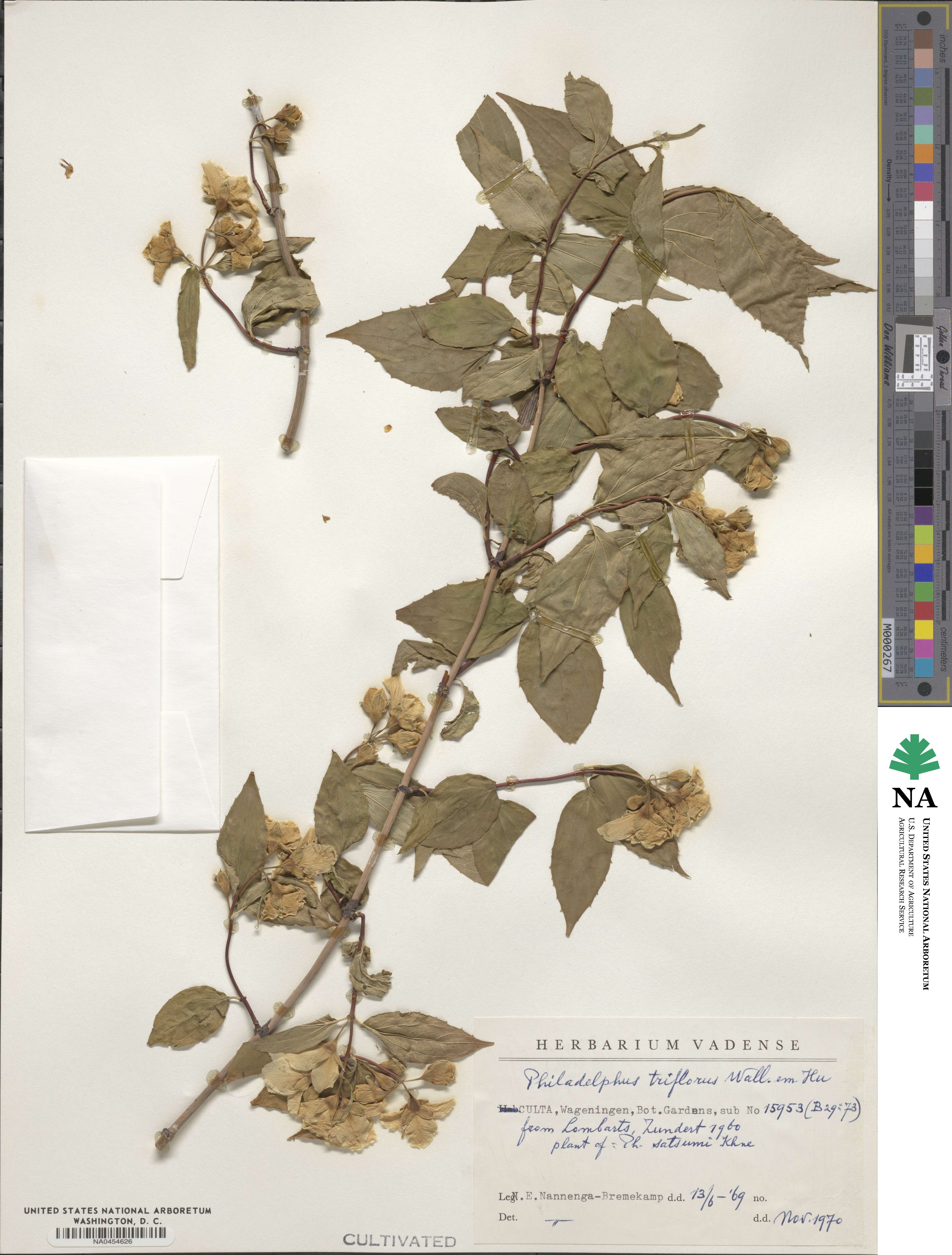 Philadelphus tomentosus image