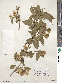 Philadelphus tomentosus image