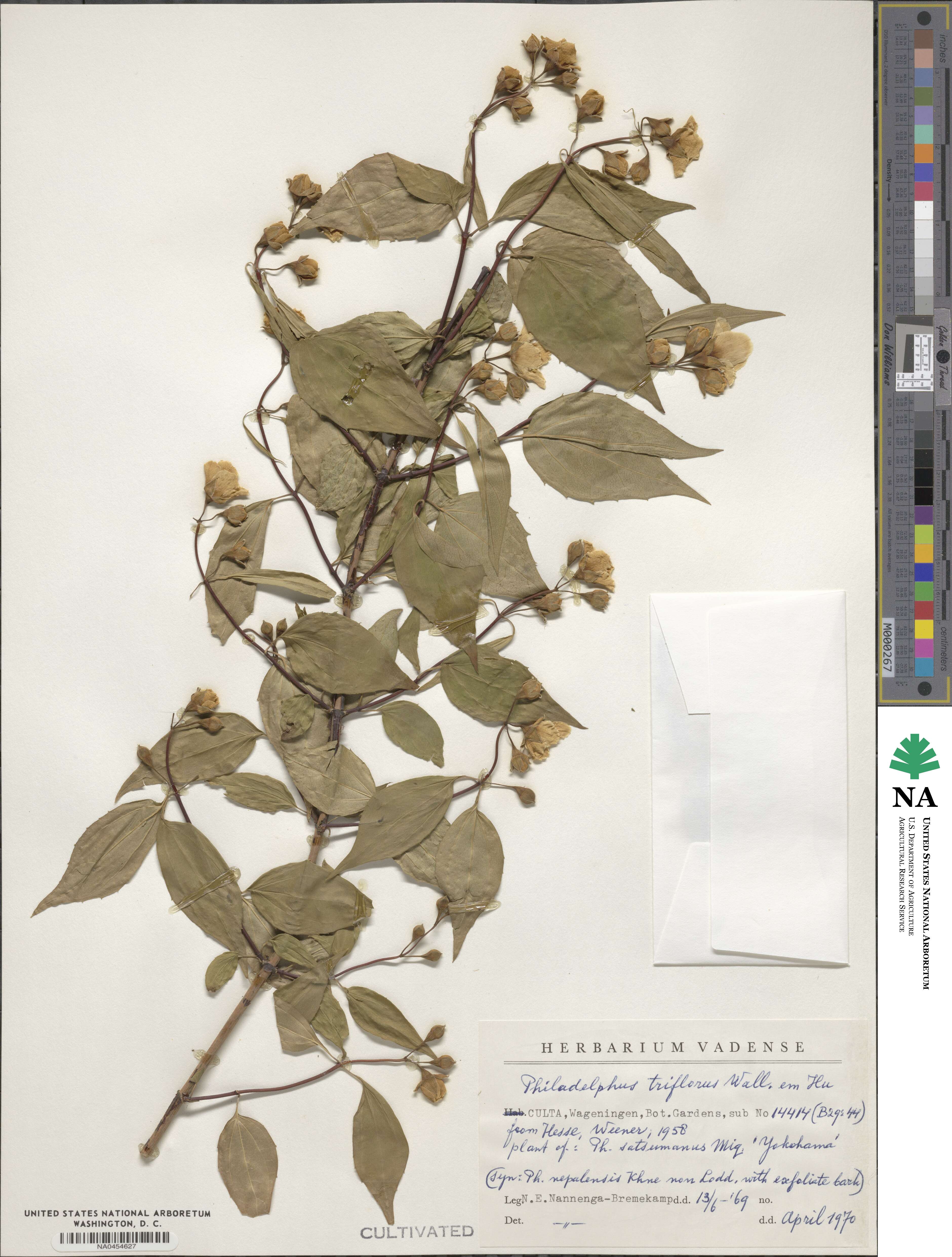 Philadelphus tomentosus image