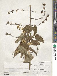 Philadelphus tomentosus image