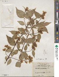 Philadelphus tomentosus image