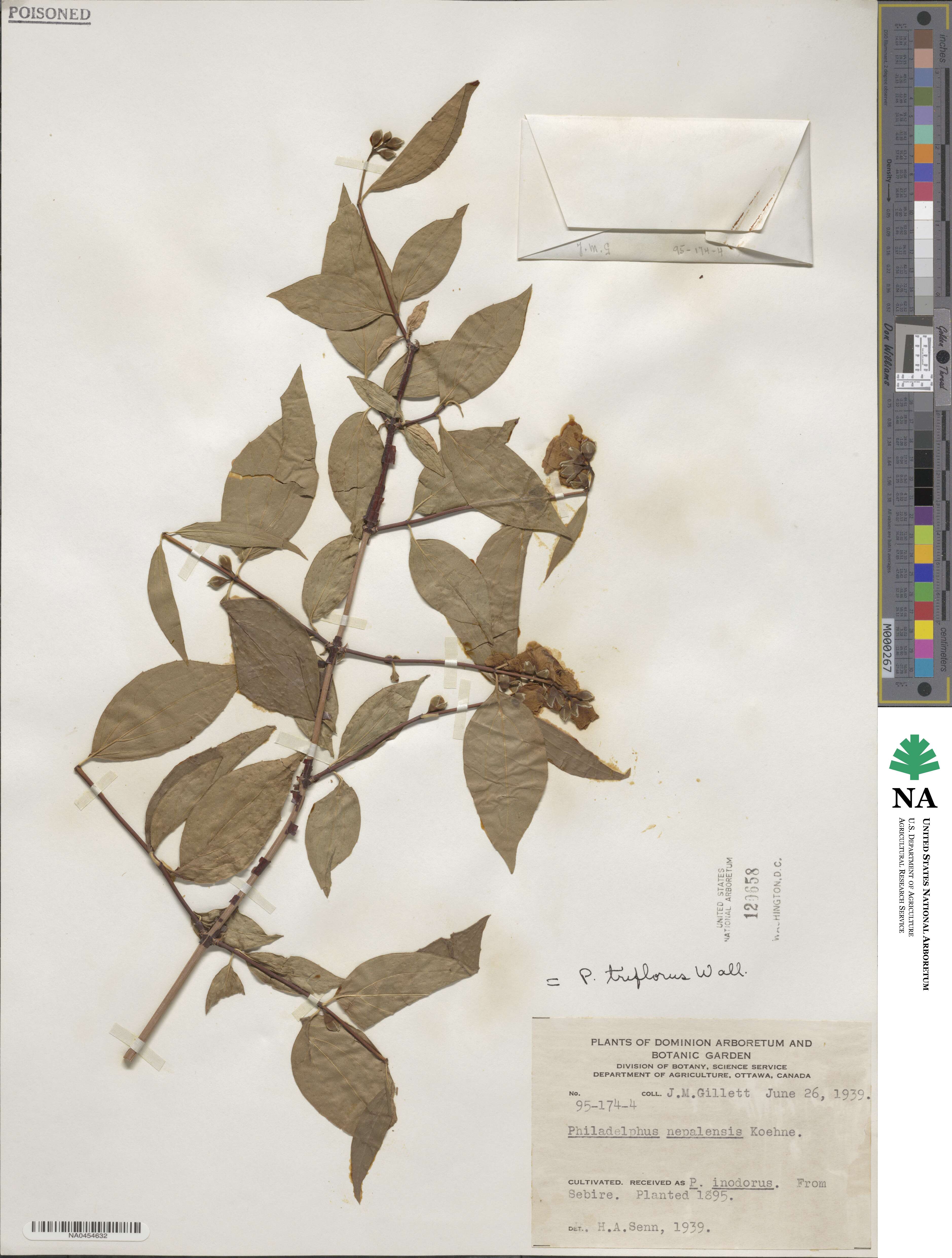 Philadelphus tomentosus image