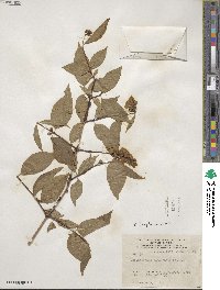 Philadelphus tomentosus image