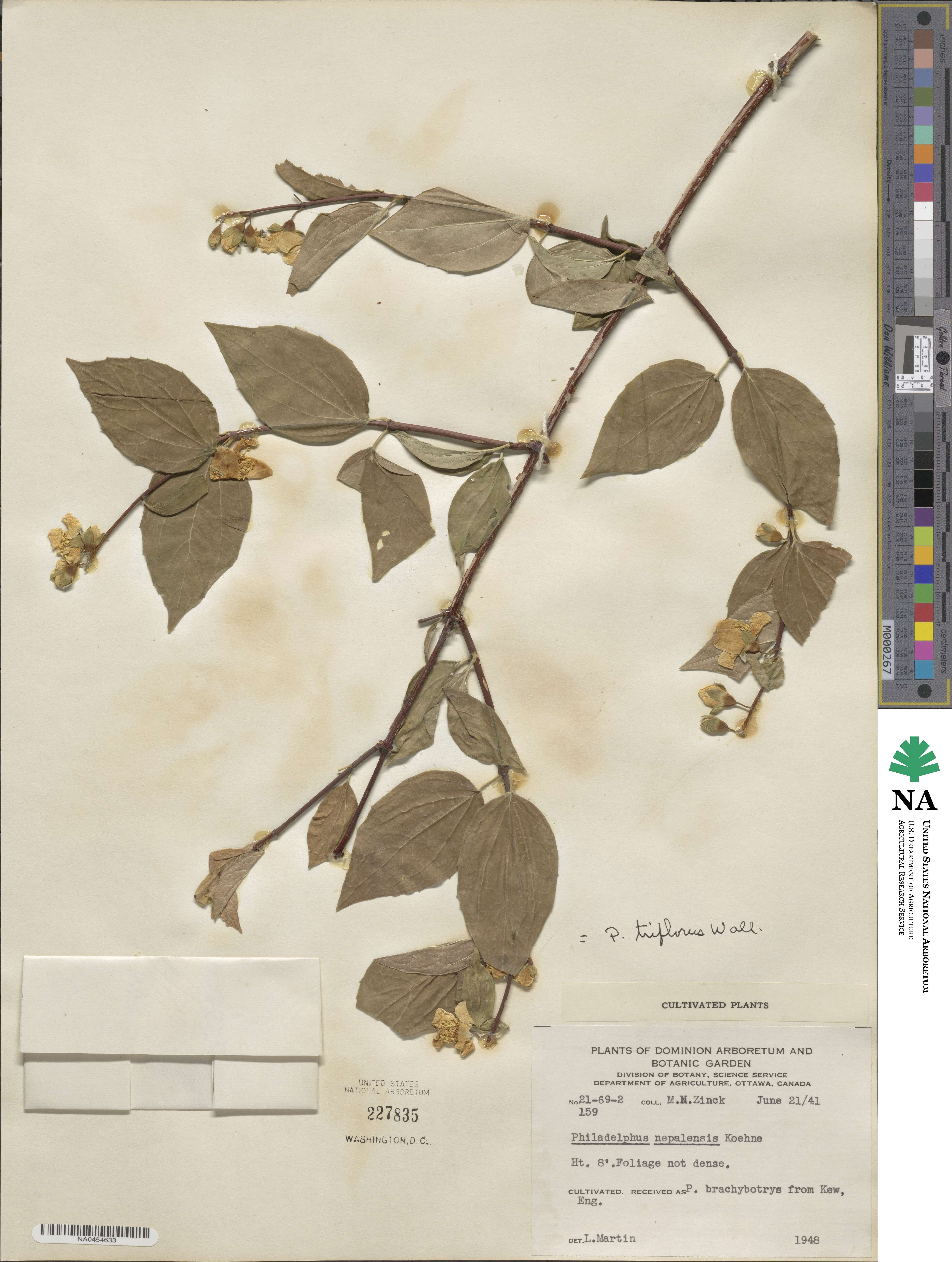 Philadelphus tomentosus image