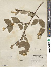 Philadelphus tomentosus image