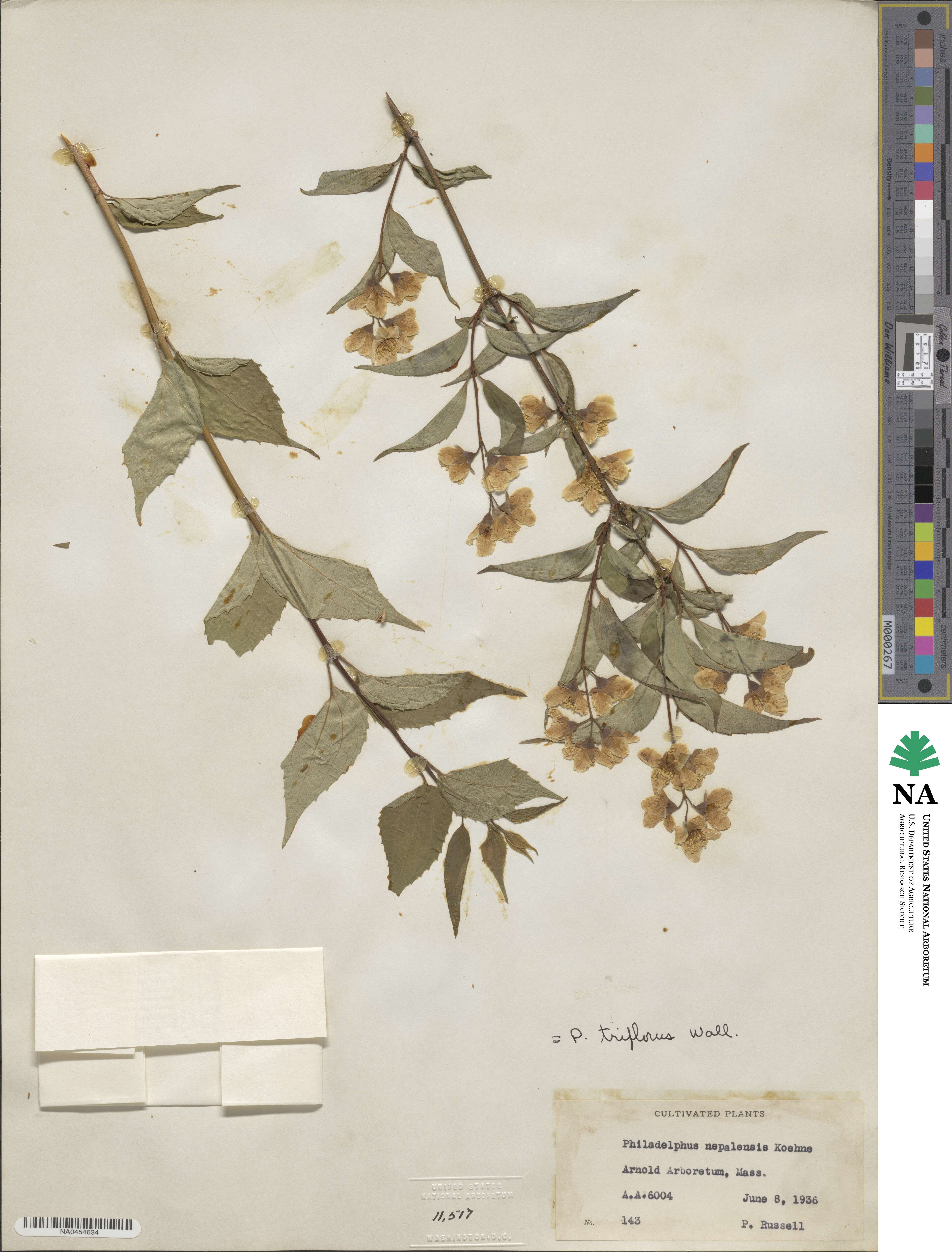 Philadelphus tomentosus image