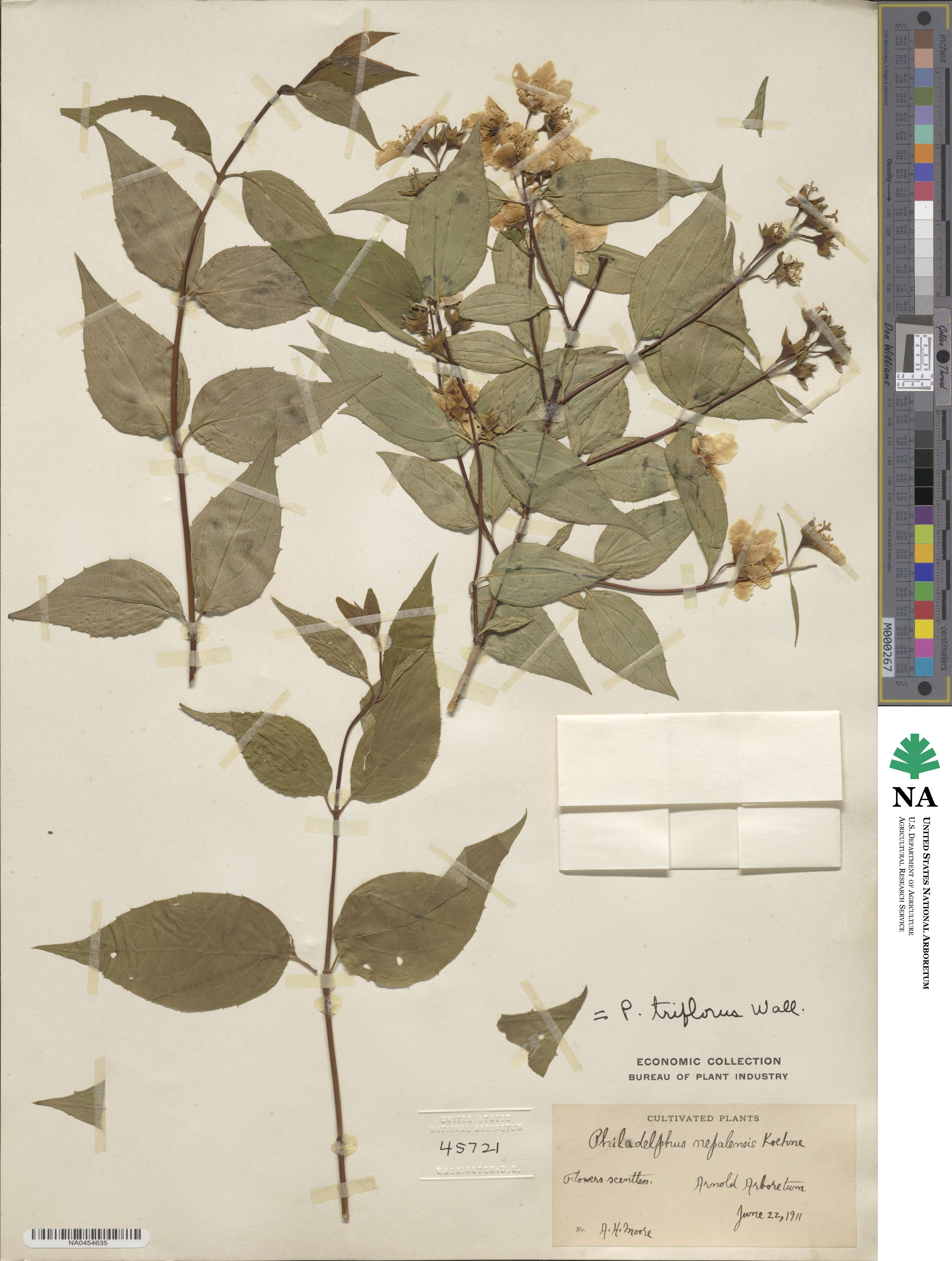 Philadelphus tomentosus image