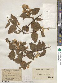 Philadelphus pubescens image