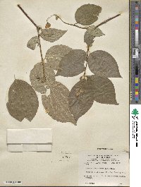 Philadelphus pubescens image