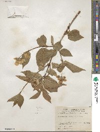 Philadelphus pubescens image