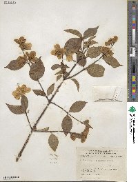 Philadelphus pubescens image