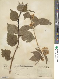 Philadelphus pubescens image