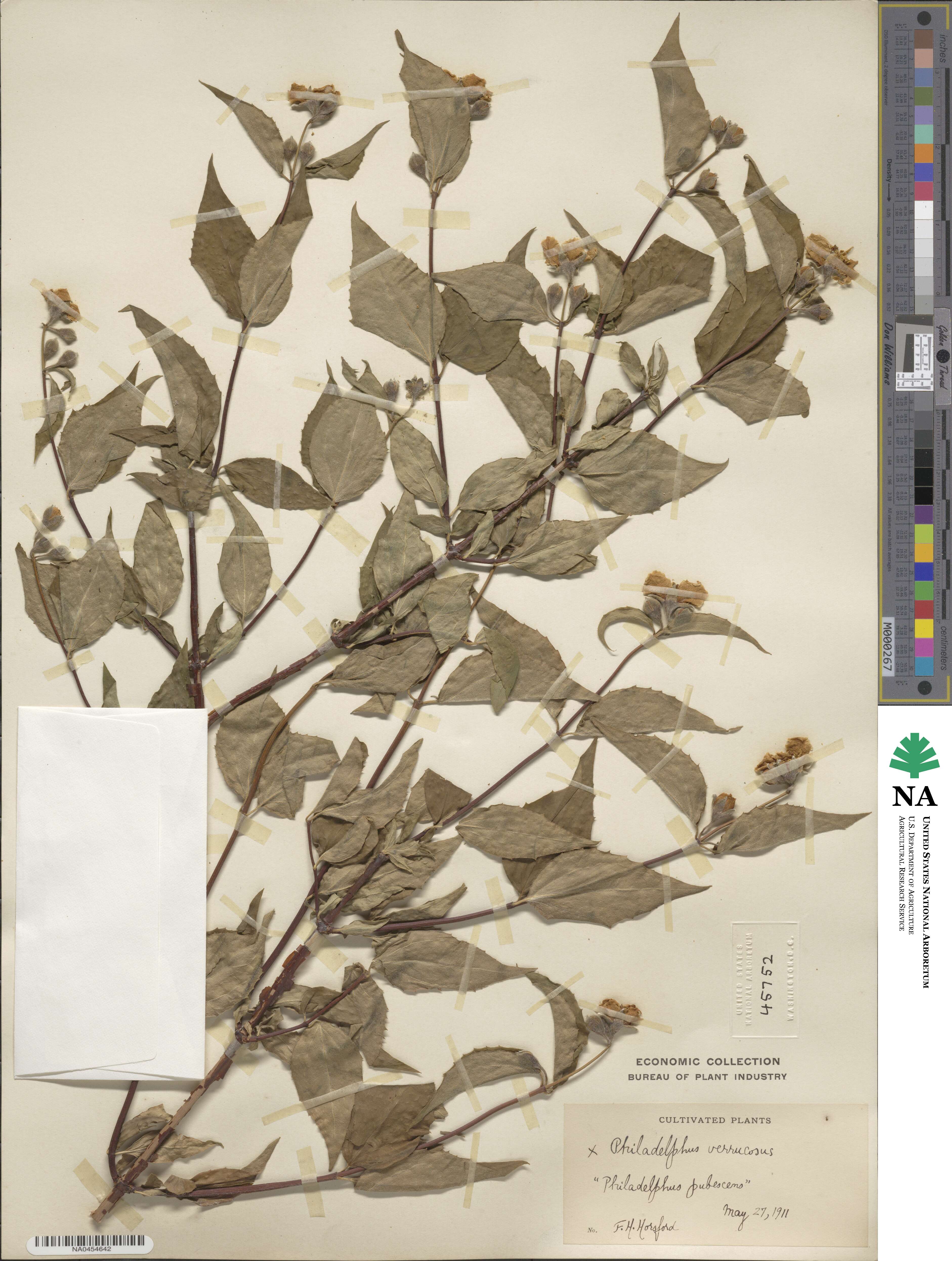 Philadelphus pubescens image