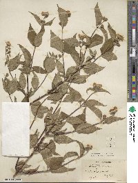 Philadelphus pubescens image