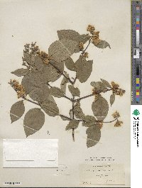 Philadelphus pubescens image