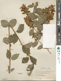 Philadelphus pubescens image