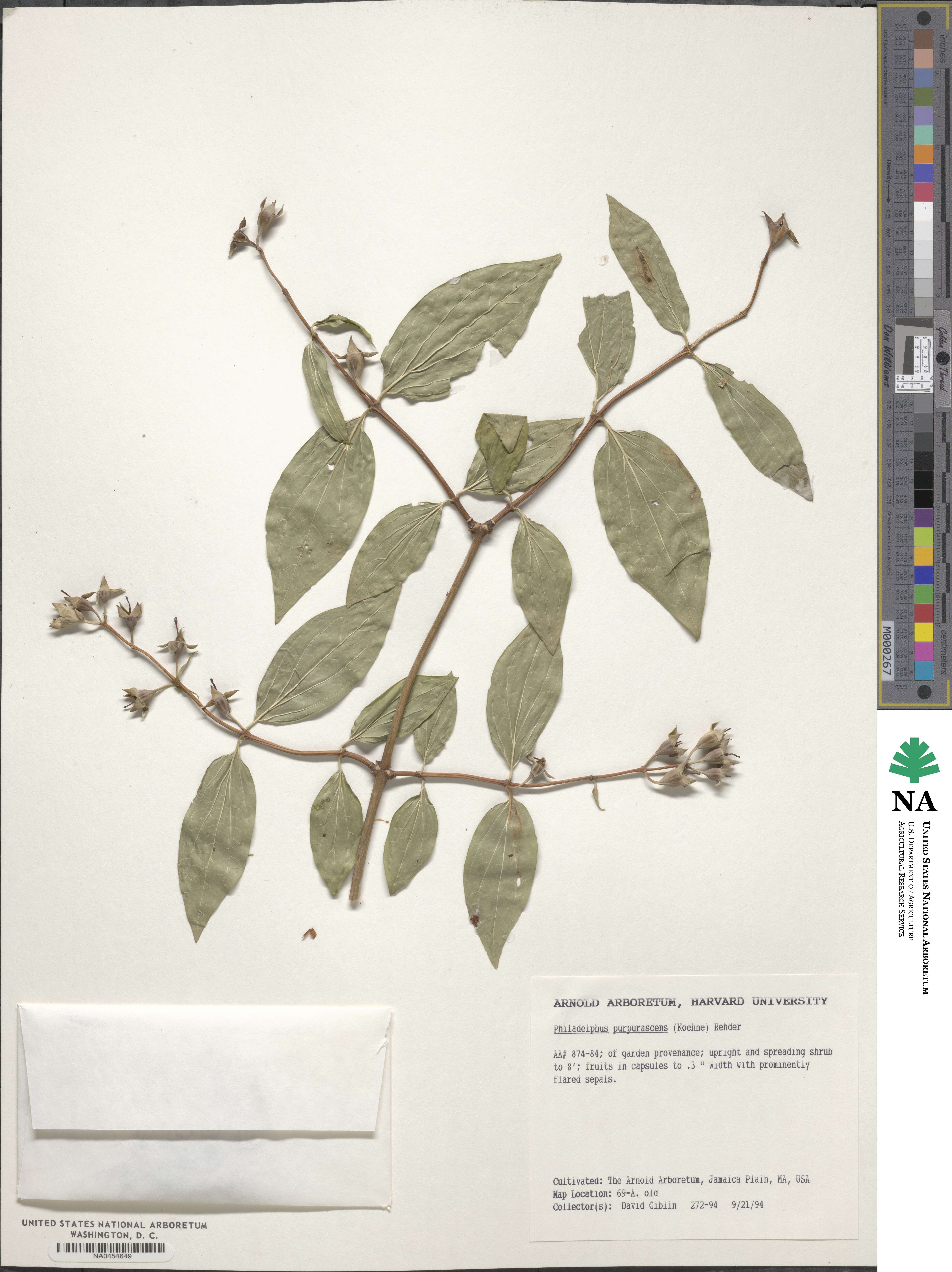 Philadelphus purpurascens image