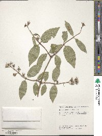 Image of Philadelphus purpurascens