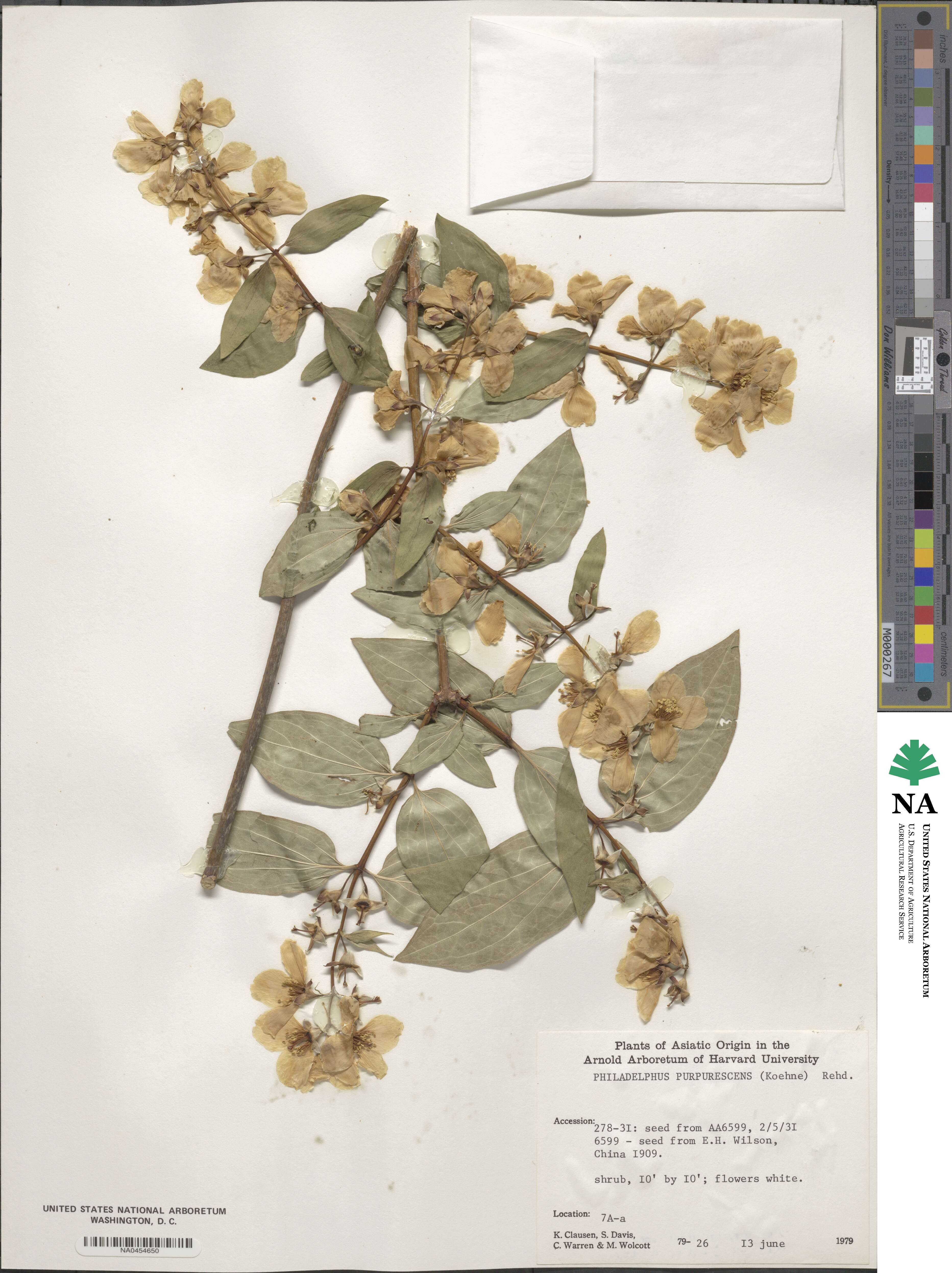 Philadelphus purpurascens image