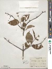 Philadelphus purpurascens image