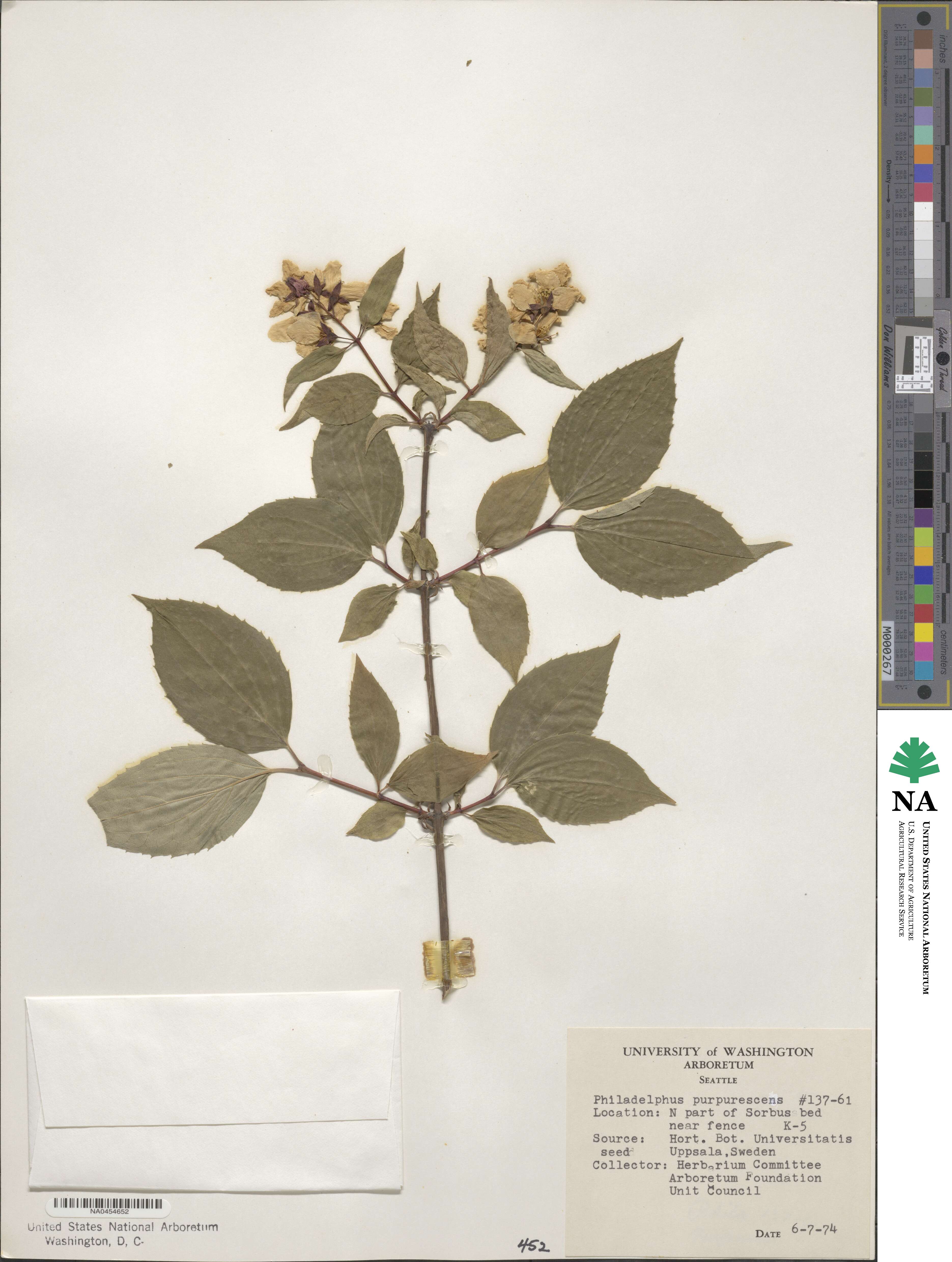 Philadelphus purpurascens image