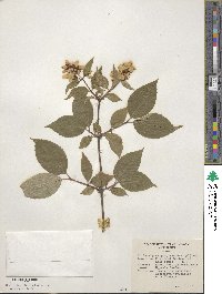 Philadelphus purpurascens image