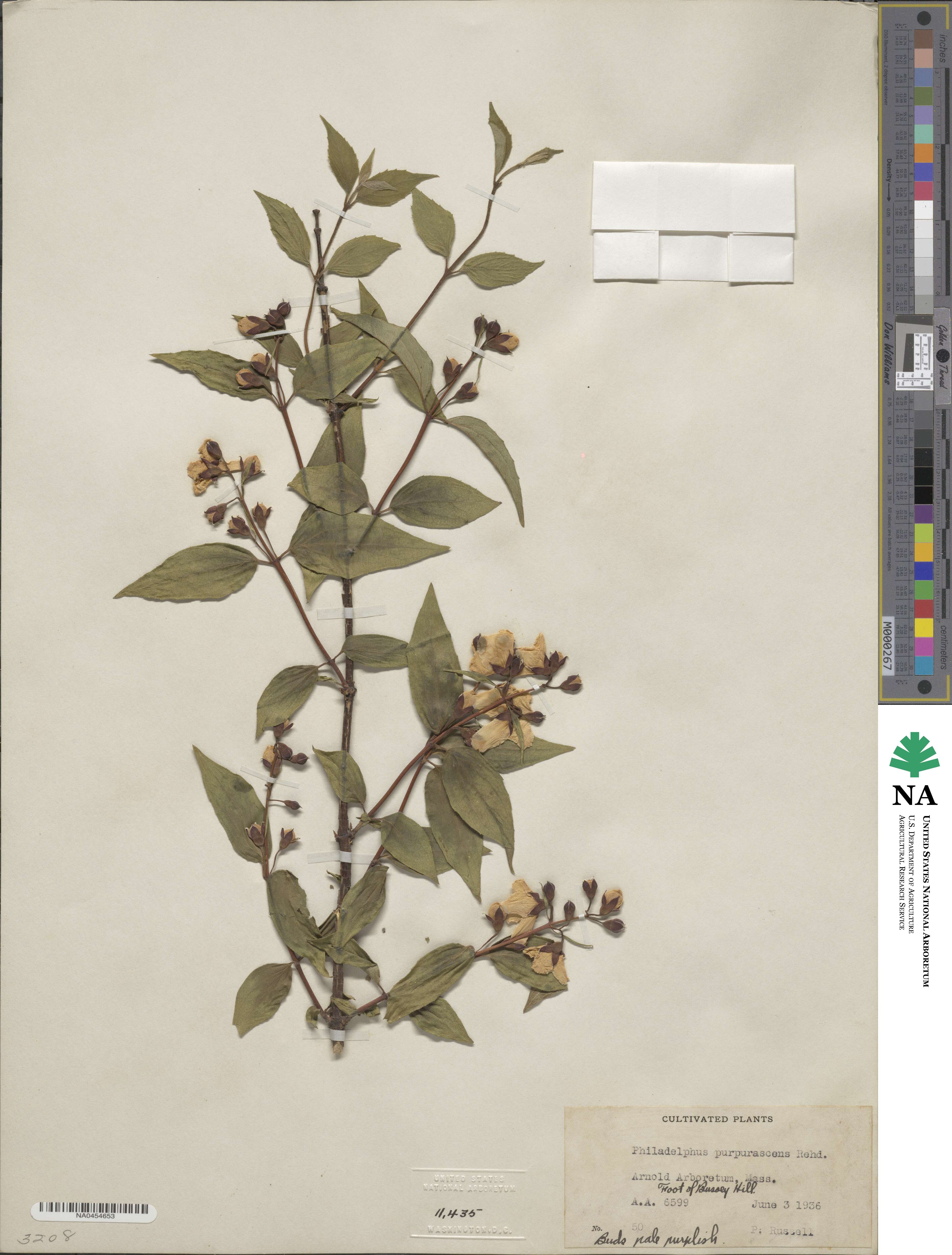 Philadelphus purpurascens image