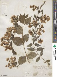 Philadelphus purpurascens image