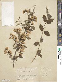 Philadelphus purpurascens image