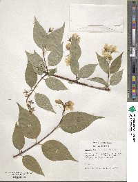 Philadelphus satsumi image