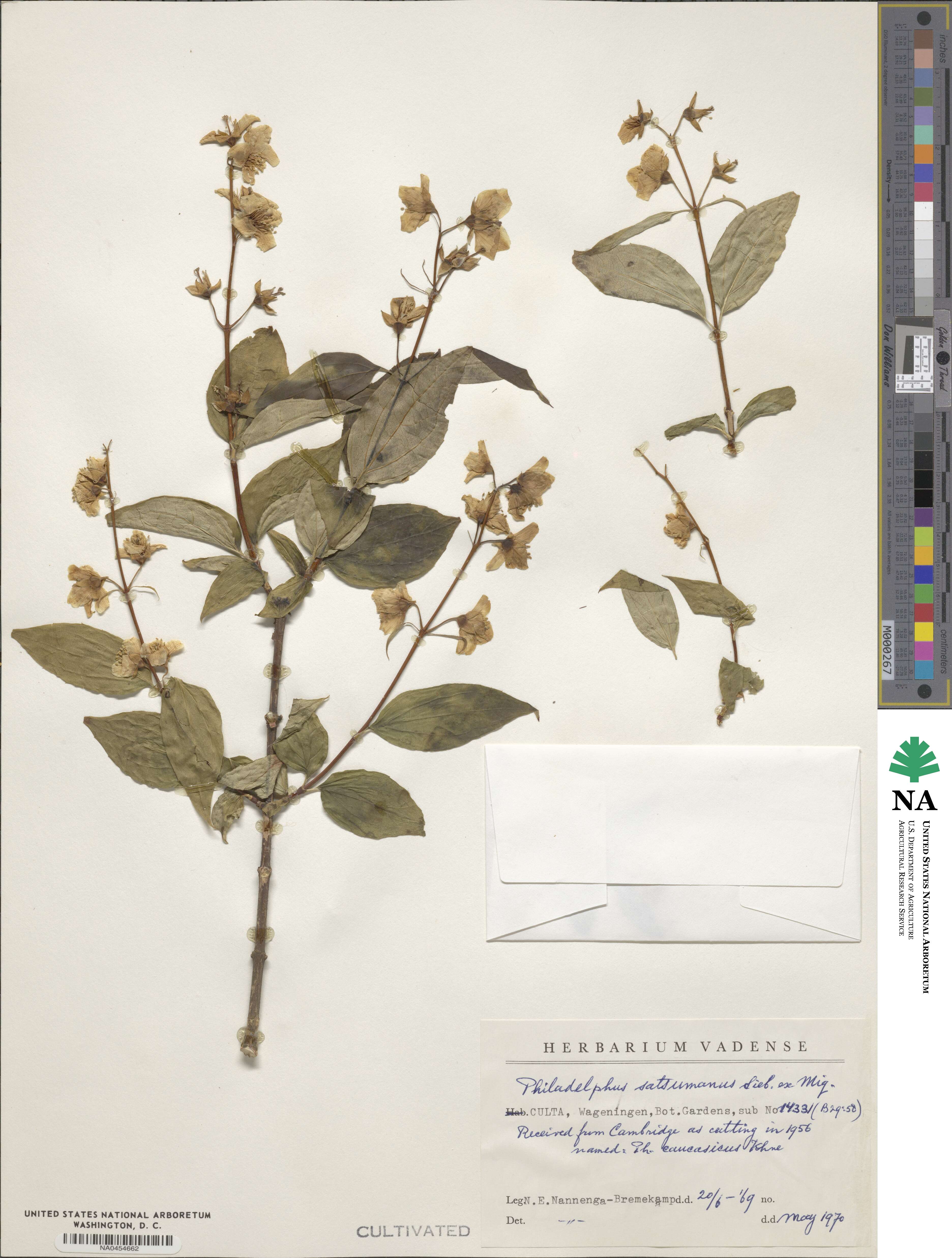 Philadelphus satsumi image