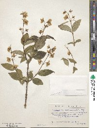 Philadelphus satsumi image