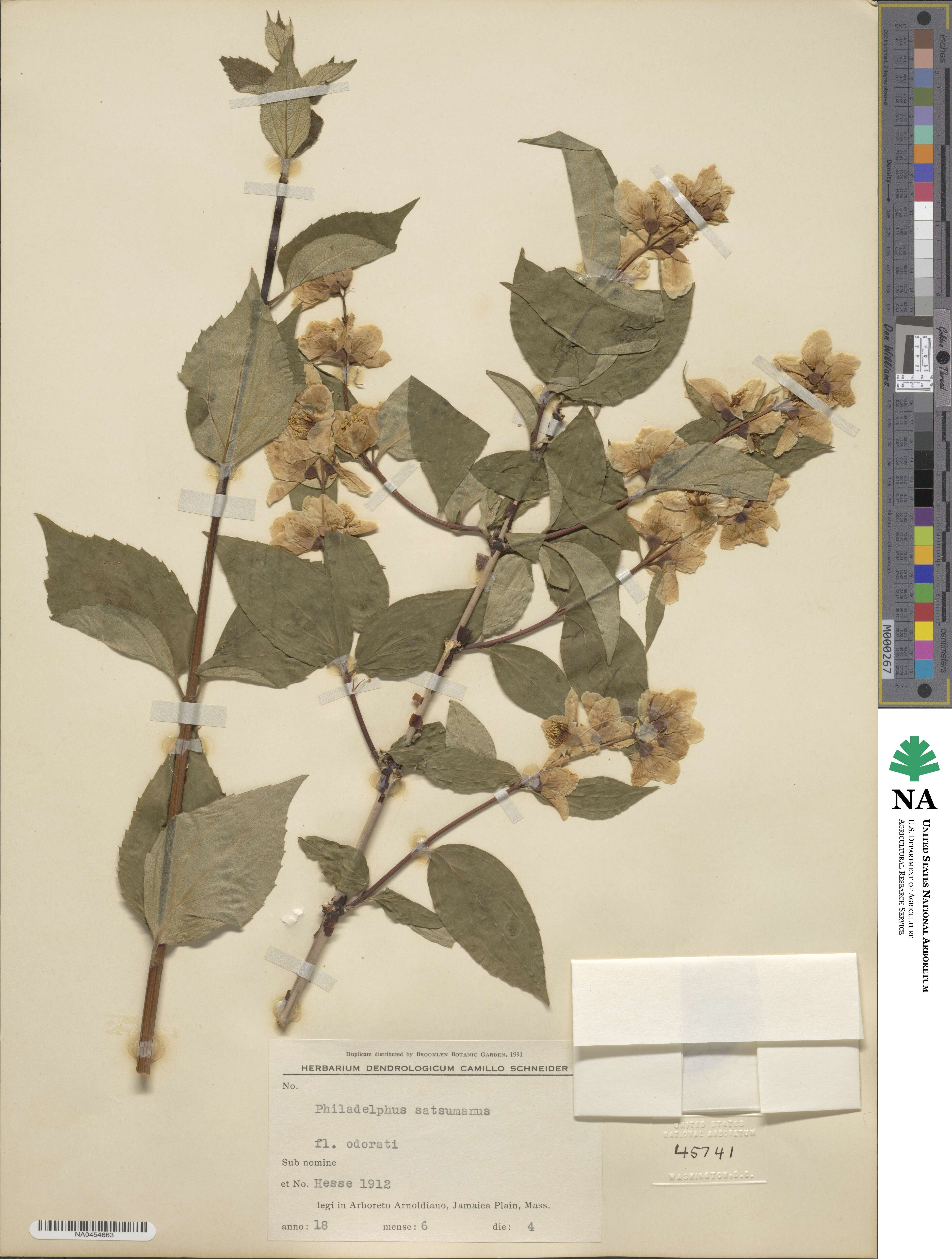 Philadelphus satsumi image