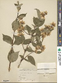 Philadelphus satsumi image