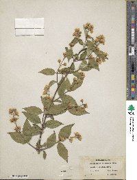 Philadelphus satsumi image