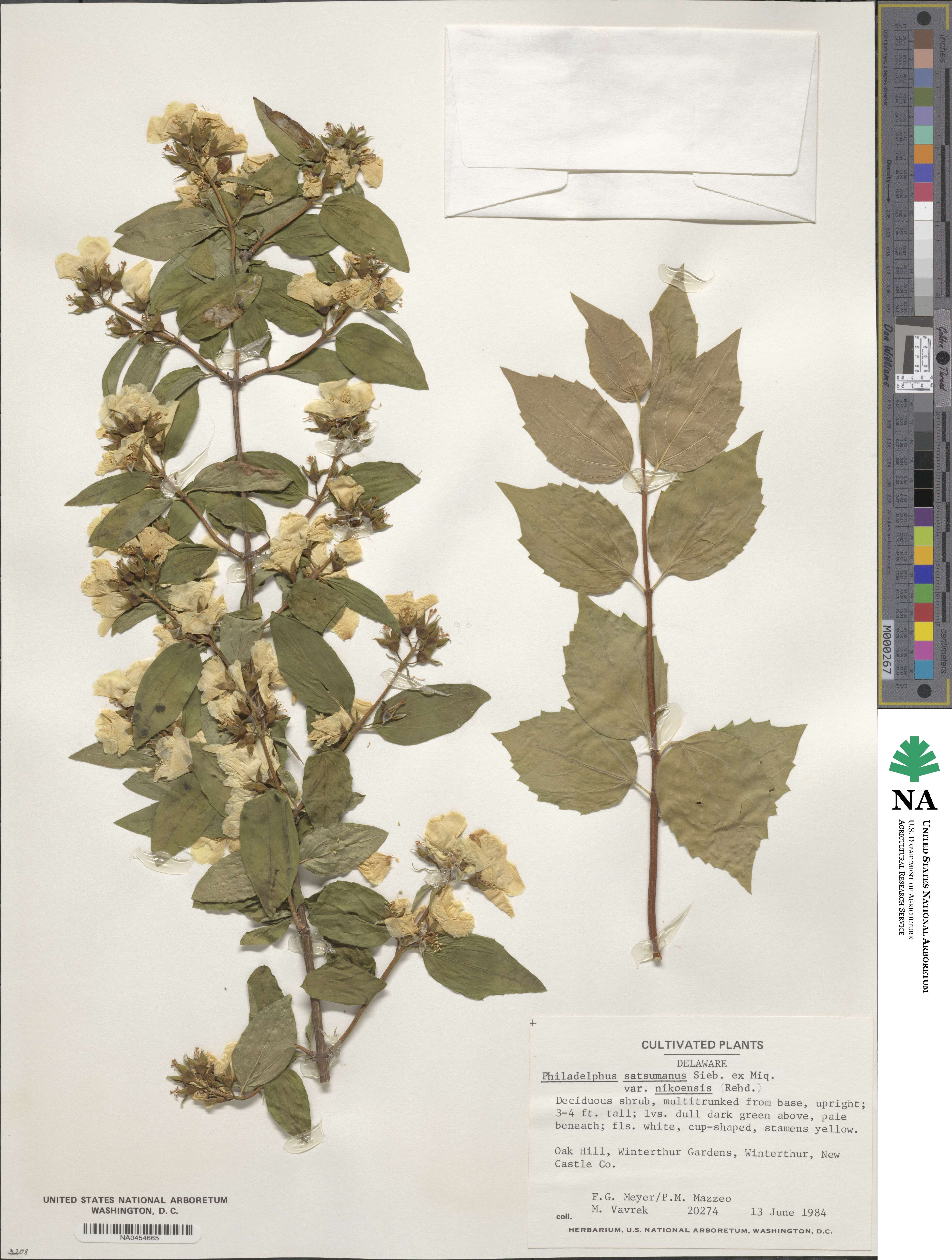 Philadelphus satsumi image