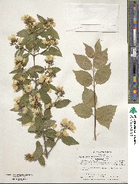 Philadelphus satsumi image