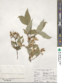 Philadelphus schrenkii image