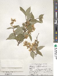 Philadelphus schrenkii image