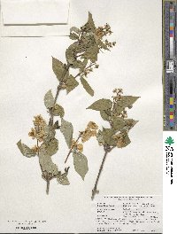 Philadelphus schrenkii image