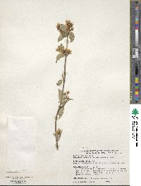 Philadelphus schrenkii image