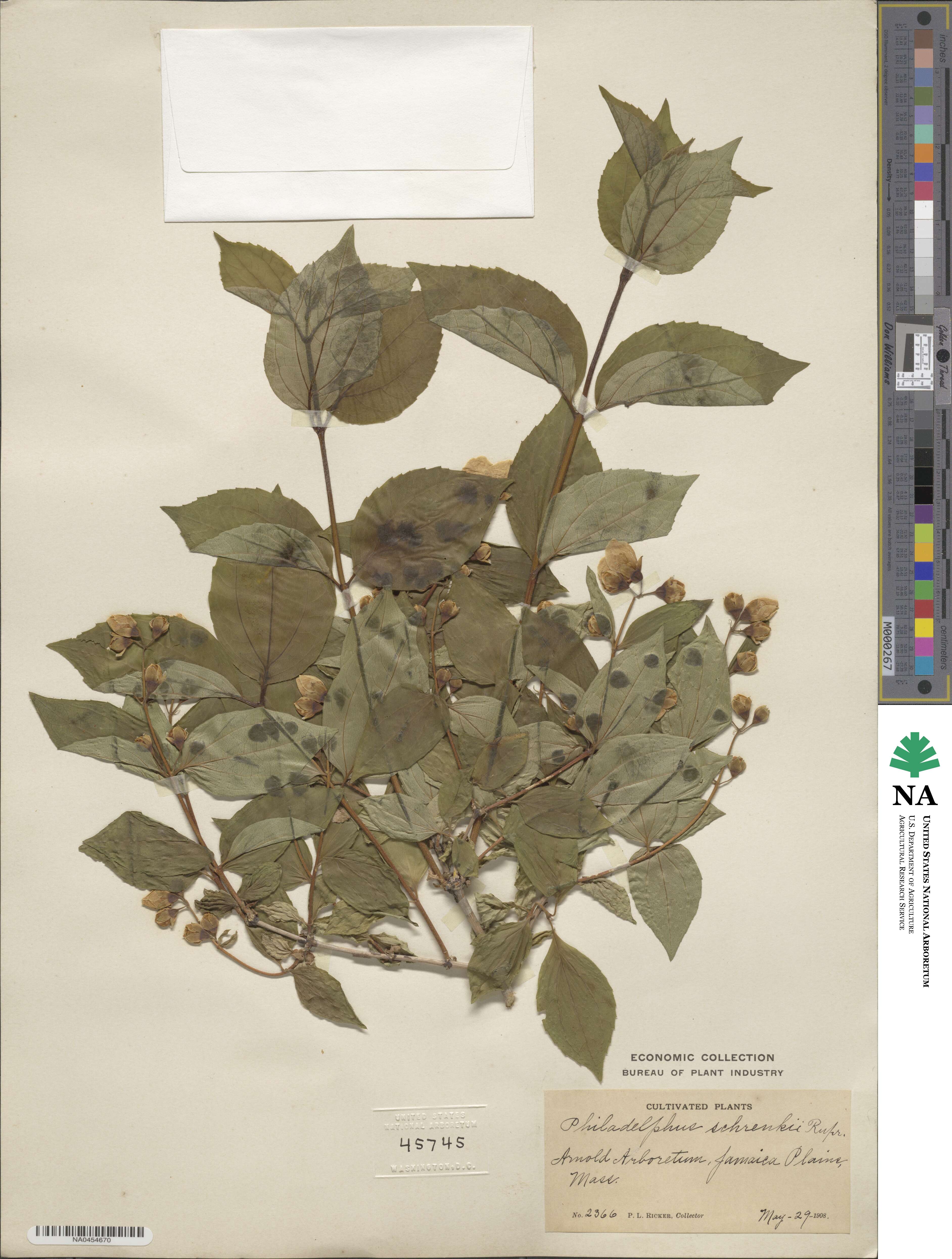 Philadelphus schrenkii image