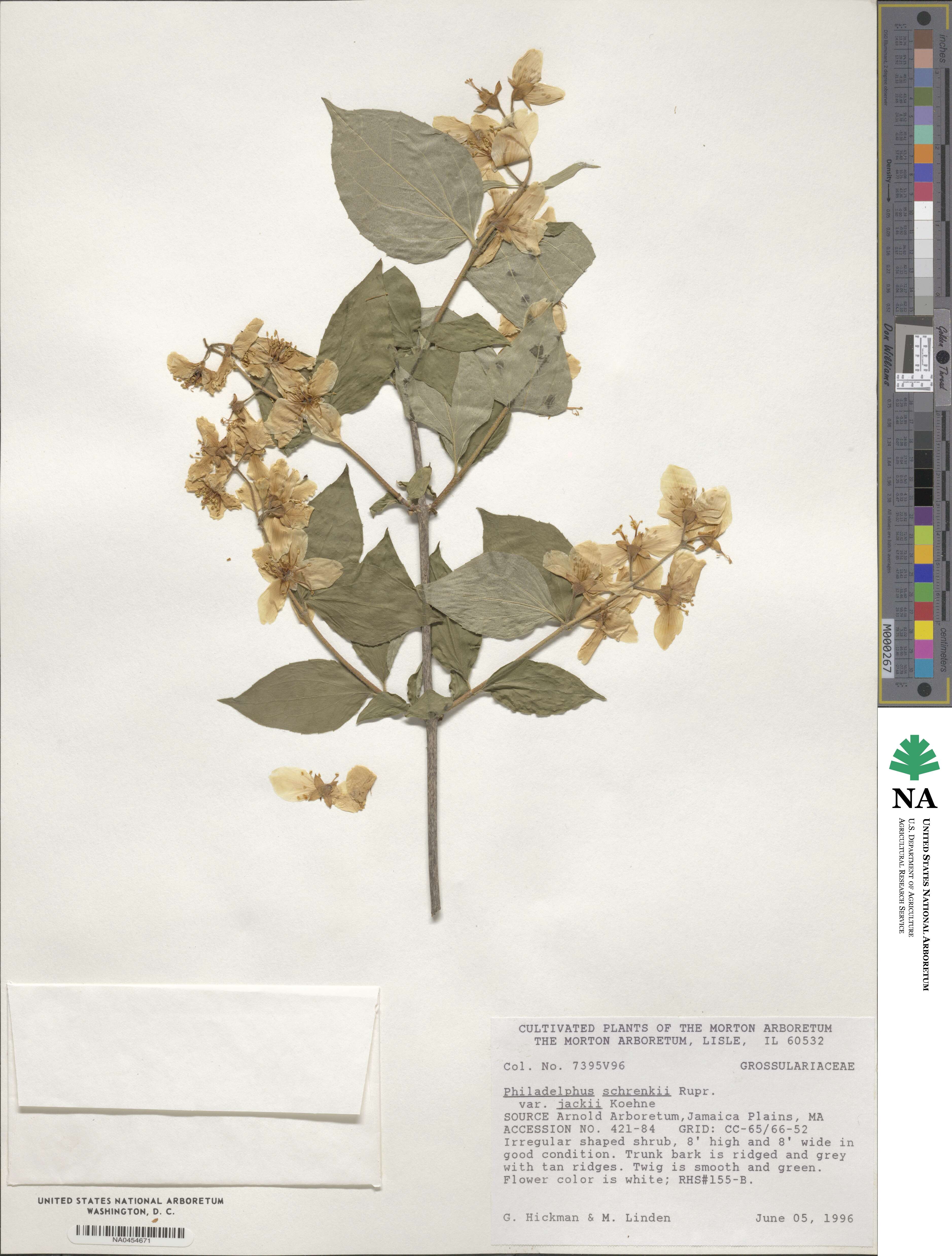 Philadelphus schrenkii image