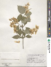 Philadelphus schrenkii image