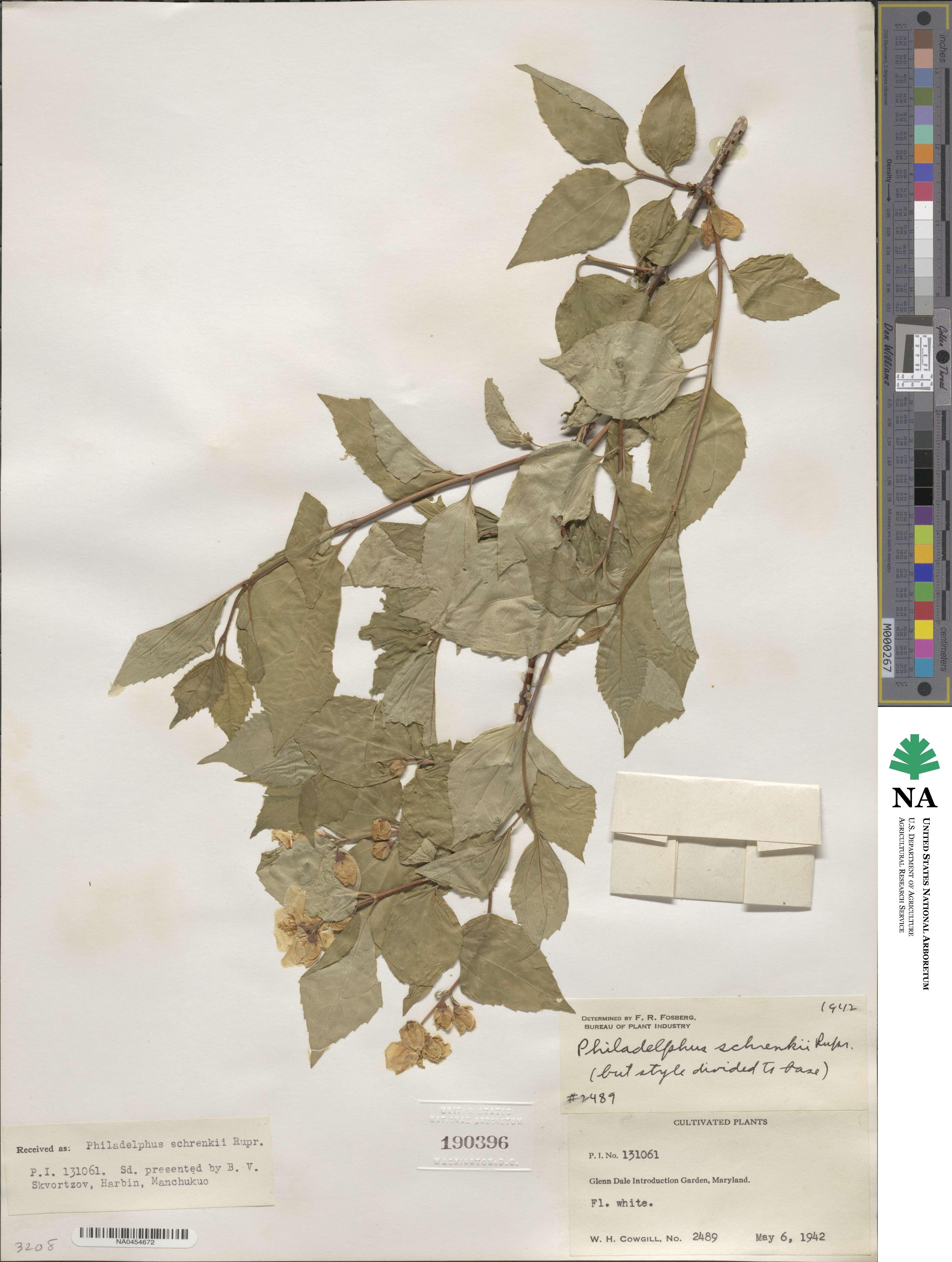 Philadelphus schrenkii image