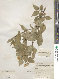 Philadelphus schrenkii image