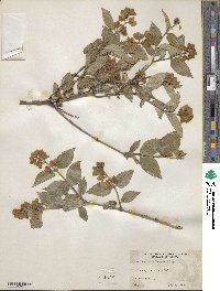 Philadelphus schrenkii image