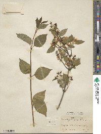 Philadelphus schrenkii image